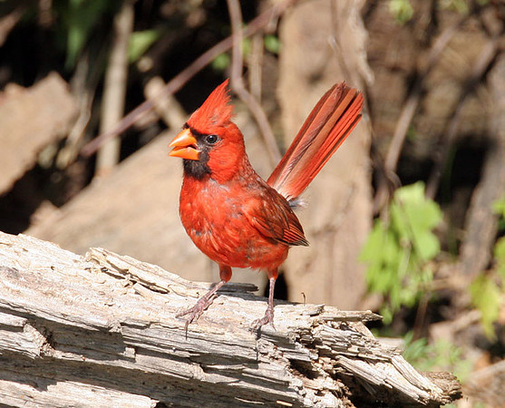 Northern Cardinal (Cardinalis cardinalis) male; also known as Common Cardinal