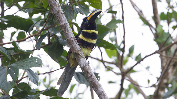 Many-banded Aracari (Pteroglossus pluricinctus)