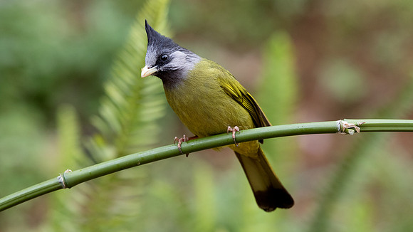 Crested finchbill (Spizixos canifrons)