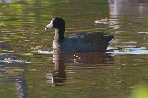 American Coot (Fulica americana)