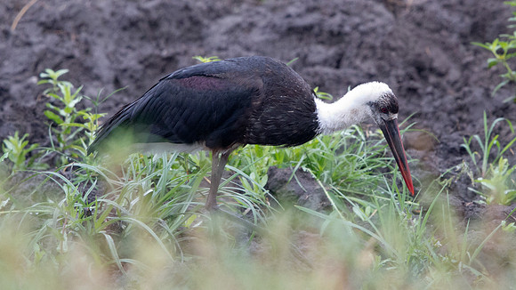 Woolly-necked Stork (Ciconia episcopus)