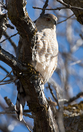 Sharp-shinned Hawk (Accipiter striatus)