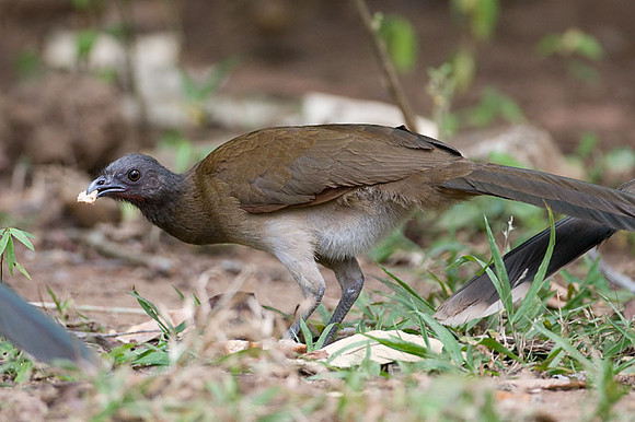 Grey-headed Chachalaca (Ortalis cinereiceps)