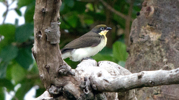 Greater Honeyguide (Indicator indicator) juv