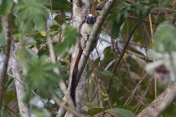 Geoffroy's Tamarin (Saguinus geoffroyi)