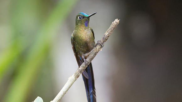Violet-tailed Sylph (Aglaiocercus coelestis)