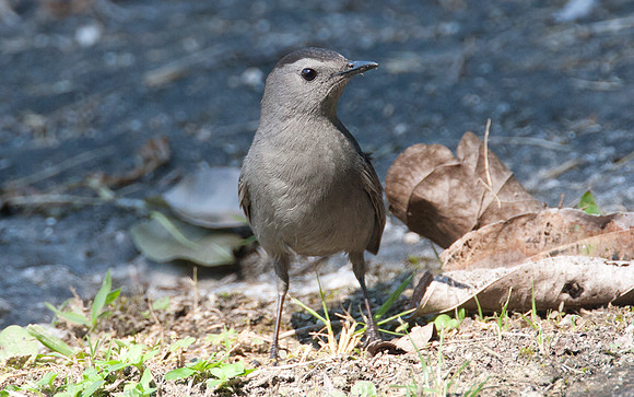 Gray Catbird (Dumetella carolinensis)