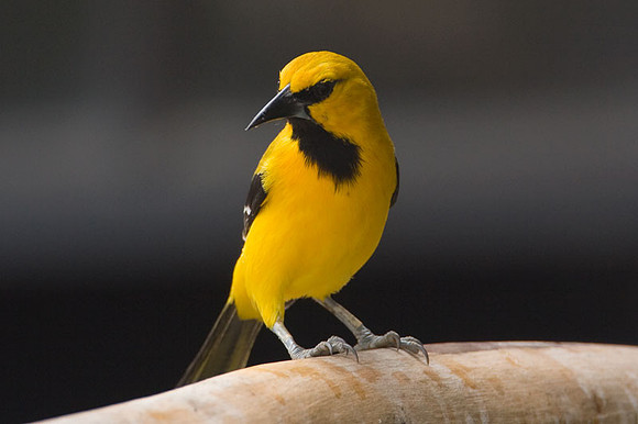 Yellow Oriole (Icterus nigrogularis)