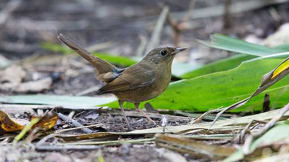 Siberian rubythroat (Luscinia calliope) Female