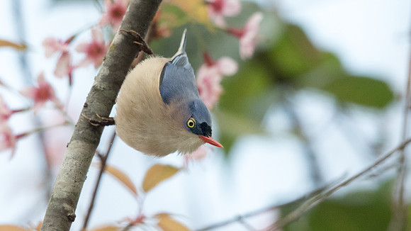 Velvet-fronted nuthatch (Sitta frontalis) Male