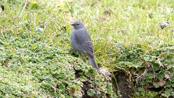 Plumbeous Sierra-finch (Phrygilus unicolor) male