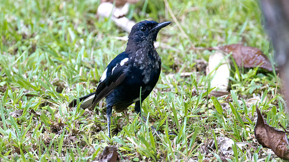 Oriental Magpie-Robin (Copsychus saularis)