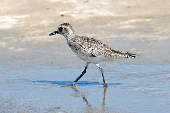 Black Bellied Plover (Pluvialis squatarola) also known as Grey Plover
