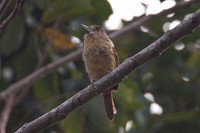 Barred Puffbird (Nystalus radiatus)