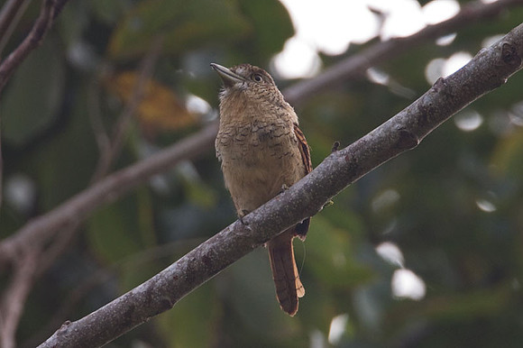 Barred Puffbird (Nystalus radiatus)