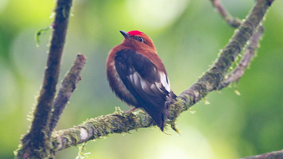 Club-winged Manakin (Machaeropterus deliciosus)