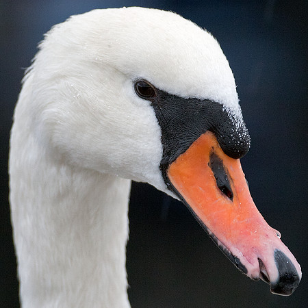 Mute Swan (Cygnus olor)