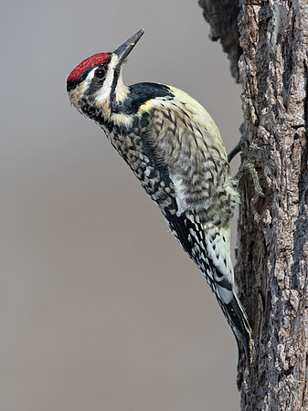 Yellow-bellied sapsucker (Sphyrapicus varius) Female