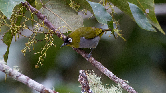 Black-capped White-eye (Zosterops atricapilla)