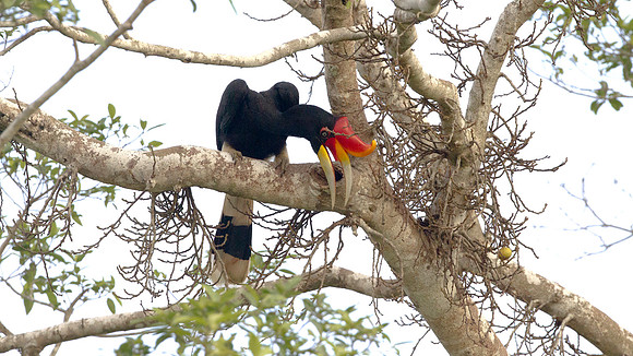 Rhinoceros Hornbill (Buceros rhinoceros) male