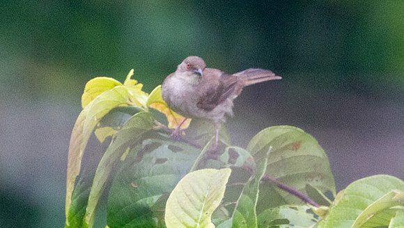 ?Red-eyed Bulbul (Pycnonotus brunneus)?
