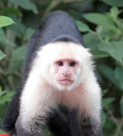 White-headed Capuchin (Cebus capucinus) also known as White-faced Capuchin