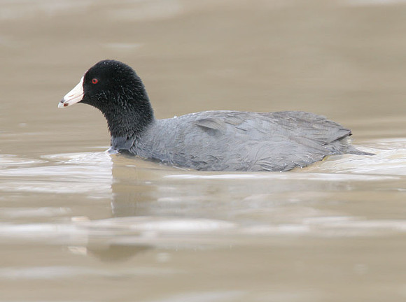 American Coot (Fulica americana)