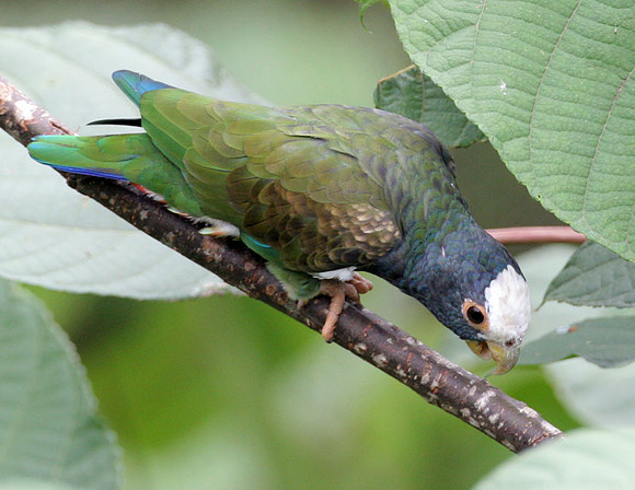 White-crowned Parrot (Pionus senilis) also known as White-crowned Pionus