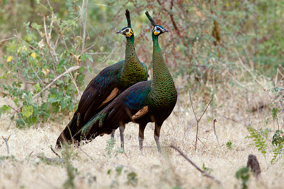 Green peafowl (Pavo muticus)