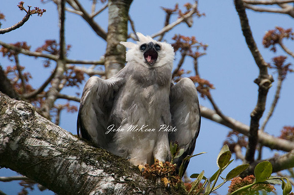 Harpy Eagle (Harpia harpyja) juvenile