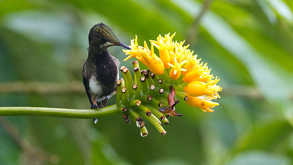 Black-bellied Thorntail (Discosura langsdorffi)