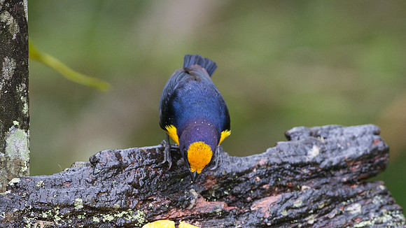 Orange-bellied Euphonia (Euphonia xanthogaster)