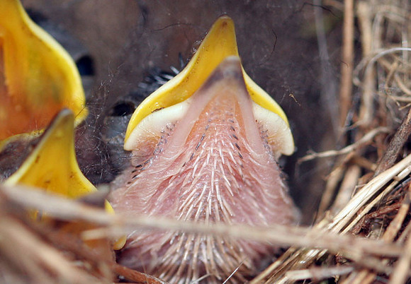 Carolina Wren (Thryothorus ludovicianus) chicks