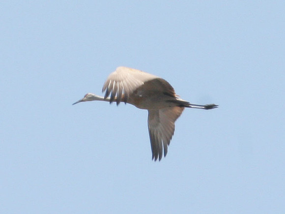 Sandhill Crane (Grus canadensis)