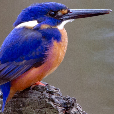 Azure kingfisher (Alcedo azurea)