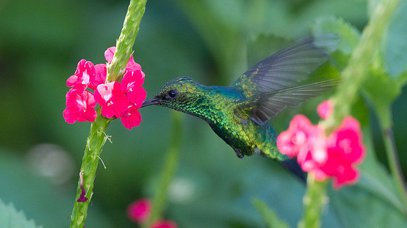 Blue-tailed Emerald (Chlorostilbon mellisugus)