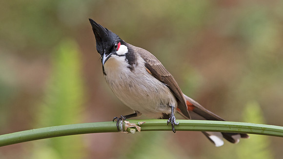Red-whiskered bulbul (Pycnonotus jocosus)
