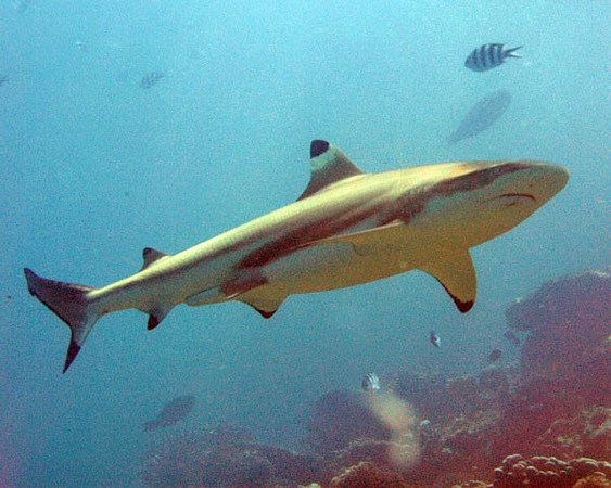 Blacktip Reef Shark (Carcharhinus melanopterus)