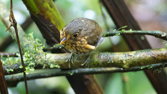 Ochre-breasted Antpitta (Grallaricula flavirostris)