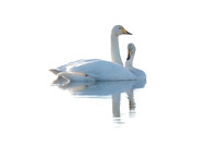 Whooper Swan (Cygnus cygnus)