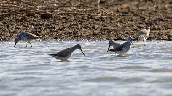 Stilt Sandpiper (Calidris himantopus)