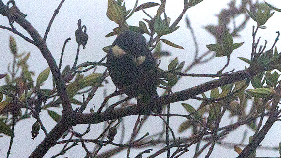 Moustached Flowerpiercer (Diglossa mystacalis)