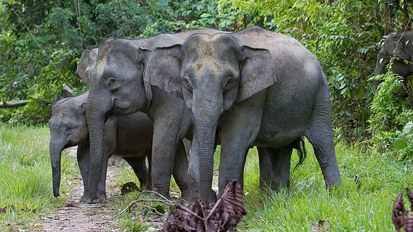 Pygmy Asian Elephant