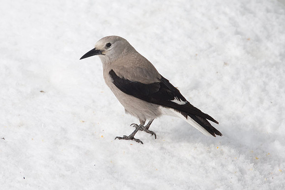 Clark's Nutcracker (Nucifraga columbiana)