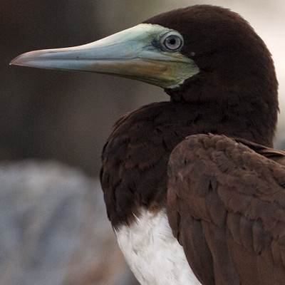 Brown Booby (Sula leucogaster)