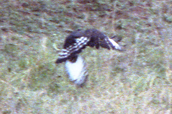 Martial Eagle (Polemaetus bellicosus)