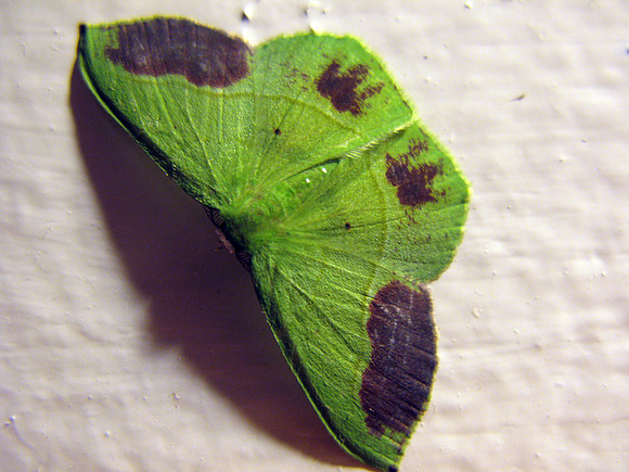 moth