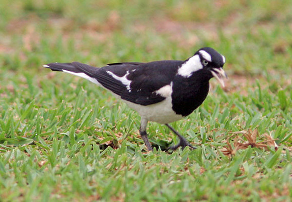 Magpie-lark (Grallina cyanoleuca)