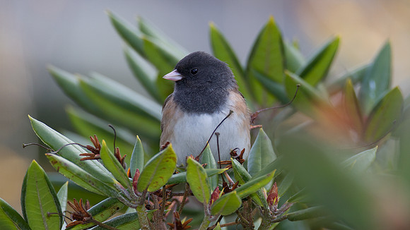 Dark-eyed Junco (Junco hyemalis oreganus)