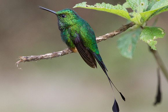Booted Racket-tail (Ocreatus underwoodii)